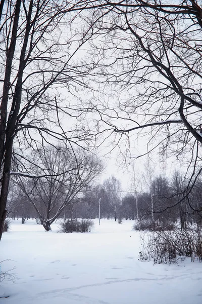Winterwaldlandschaft. hohe Bäume unter einer Schneedecke. Januar — Stockfoto