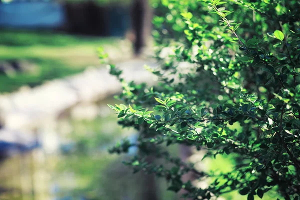 Luminosi Verdi Primaverili All Alba Nella Foresta Natura Prende Vita — Foto Stock