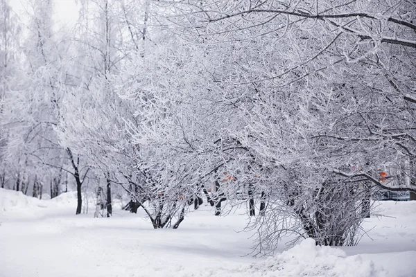 Paisaje forestal invernal. Árboles altos bajo cubierta de nieve. Enero fr — Foto de Stock