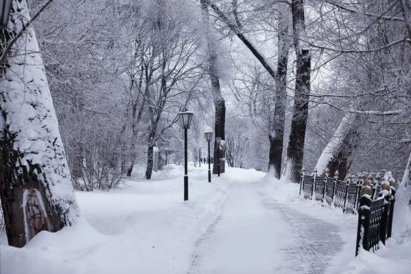 Winterwaldlandschaft. hohe Bäume unter einer Schneedecke. Januar — Stockfoto