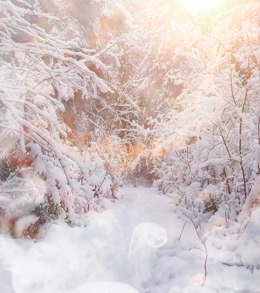 Paisaje invernal. Bosque bajo la nieve. Invierno en el parque . —  Fotos de Stock