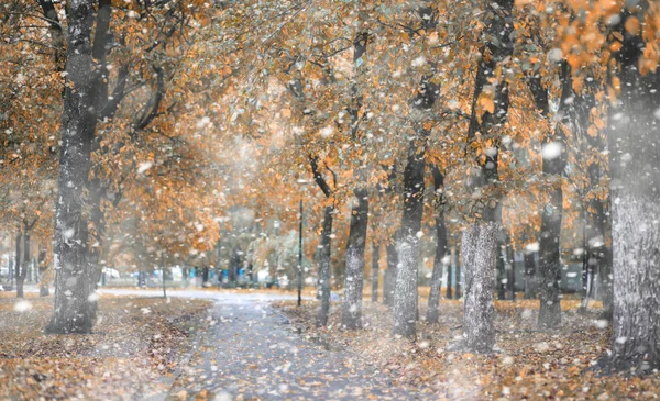 Herbstpark im ersten Schnee — Stockfoto