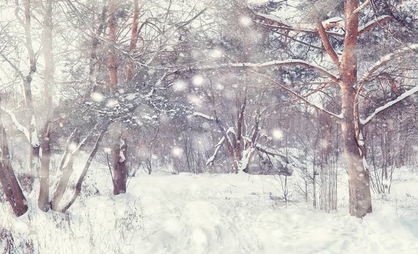 冬の森の風景。雪に覆われた背の高い木。１月 — ストック写真