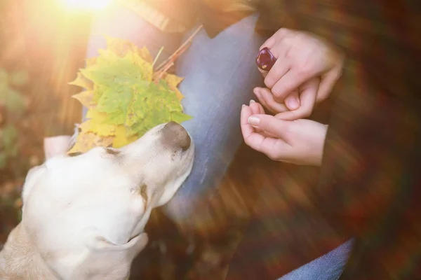 Cão Bonito Passeio Jardim Outono — Fotografia de Stock