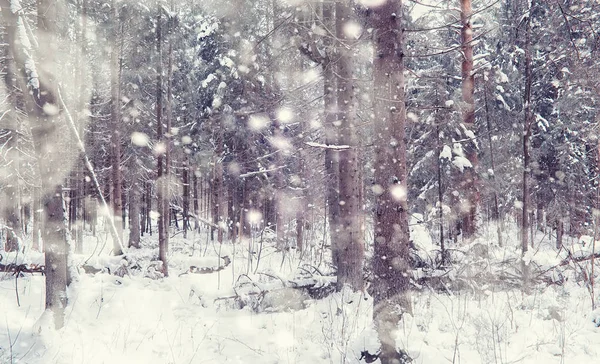 Paisaje forestal invernal. Árboles altos bajo cubierta de nieve. Enero fr — Foto de Stock