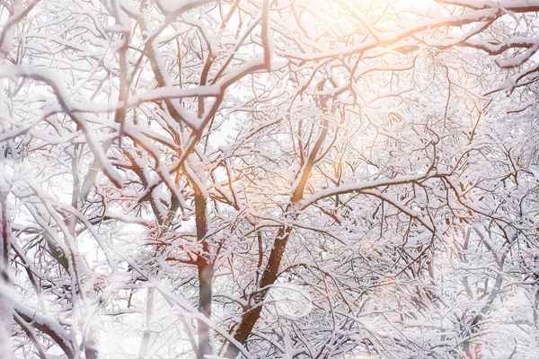 Зимний пейзаж. Лес под снегом. Зима в парке . — стоковое фото