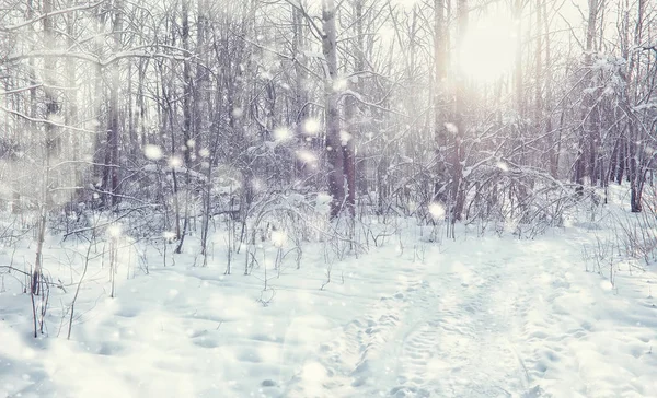 Vinterskogens landskap. Höga träd under snötäcket. Januari fr — Stockfoto