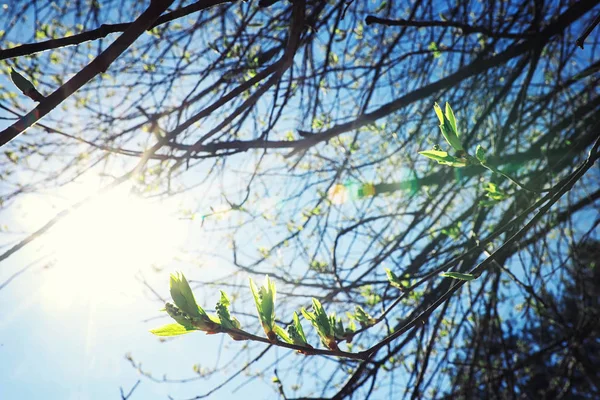 Bright Spring Greens Dawn Forest Nature Comes Life Early Spring — Stock Photo, Image