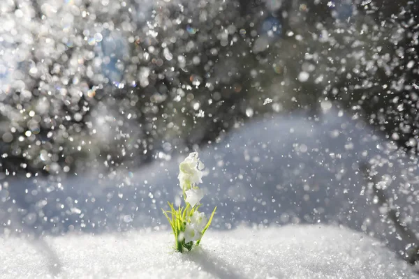 İlk bahar çiçeği. Ormanda kar damlası. Bahar güneşli. — Stok fotoğraf