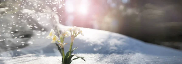 The first spring flower. Snowdrop in the forest. Spring sunny da — ストック写真