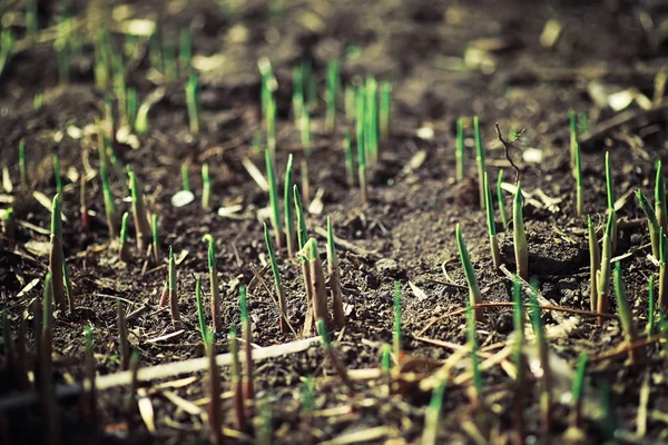 Verduras Primavera Brilhantes Amanhecer Floresta Natureza Ganha Vida Início Primavera — Fotografia de Stock