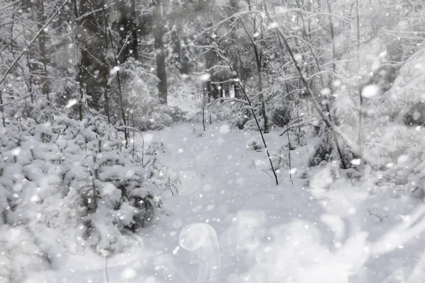 Winter landscape. Forest under the snow. Winter in the park. — Stock Photo, Image