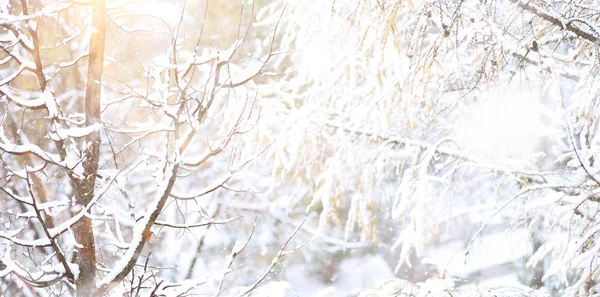 Winter Park. Krajina za sněhového počasí. Leden. — Stock fotografie