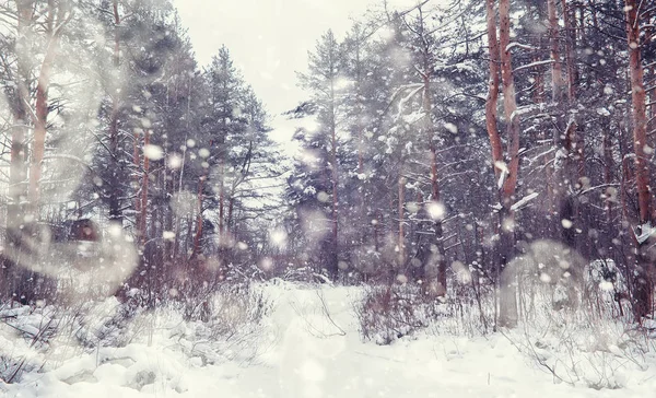Zimowy krajobraz lasu. Wysokie drzewa pod pokrywą śnieżną. styczeń fr — Zdjęcie stockowe