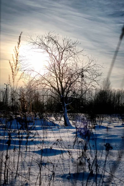 Tree in field winter — Stock Photo, Image