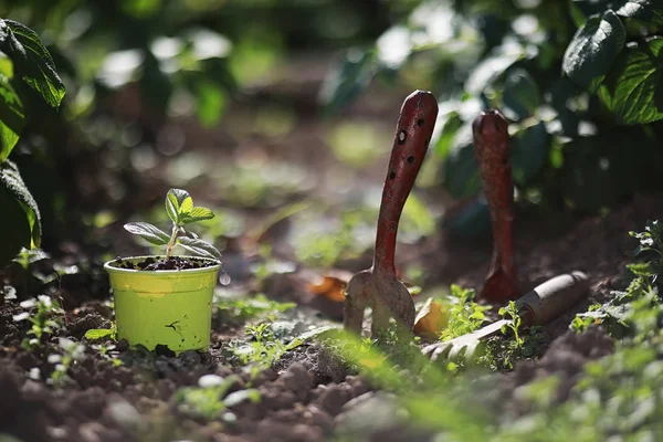 Small sprout for landing in the ground in hands — Stock Photo, Image