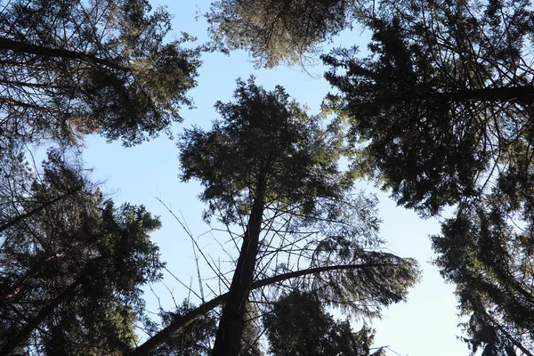 Вершины вечнозеленых деревьев против неба — стоковое фото