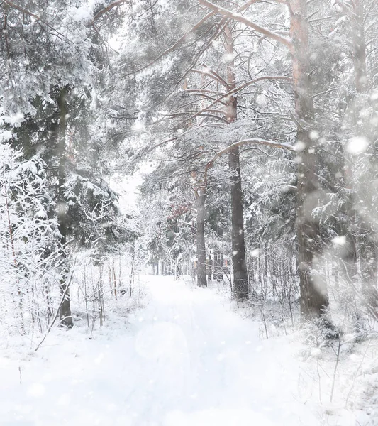 Winterlandschap. Bos onder de sneeuw. Winter in het park. — Stockfoto