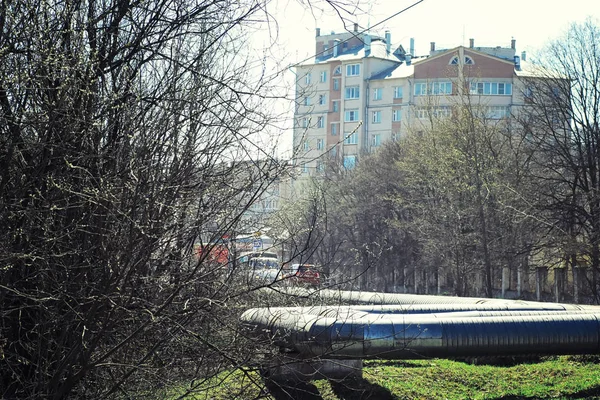 Jasna Wiosenna Zieleń Świcie Lesie Natura Ożywa Wczesną Wiosną — Zdjęcie stockowe