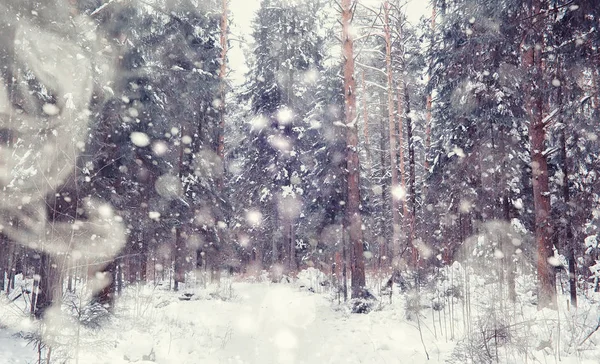 Paisagem florestal de inverno. Árvores altas sob cobertura de neve. Janeiro fr — Fotografia de Stock