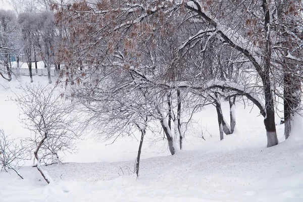 Paesaggio forestale invernale. Alberi alti sotto il manto di neve. Gennaio fr — Foto Stock