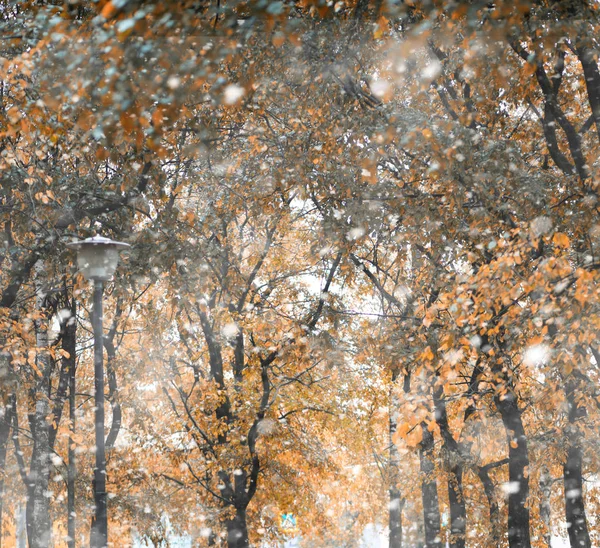 Herfstpark in de eerste sneeuw — Stockfoto