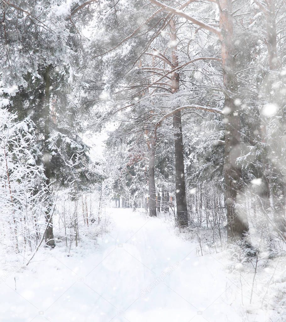 Winter landscape. Forest under the snow. Winter in the park.