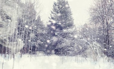 Kış orman manzarası. Kar altında uzun ağaçlar. Ocak 1