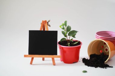 Saksılı bitki ekimi ve Bakımı