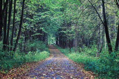 Parlak bahar, şafakta ormanda yeşilleniyor. Doğa ilkbaharın başlarında canlanır..