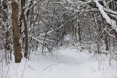 Kış manzara kar expanses kaplı. Kışın bir parkta 