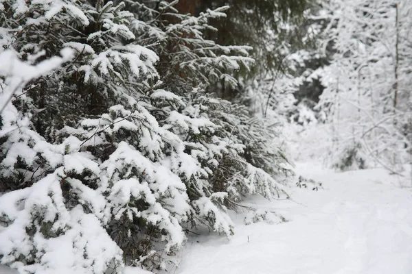 Paysage hivernal. Forêt sous la neige. L'hiver dans le parc . — Photo