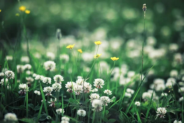 Helles Frühlingsgrün Der Morgendämmerung Wald Die Natur Erwacht Zeitigen Frühling — Stockfoto