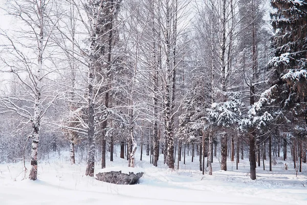 Paisaje forestal invernal. Árboles altos bajo cubierta de nieve. Enero fr — Foto de Stock