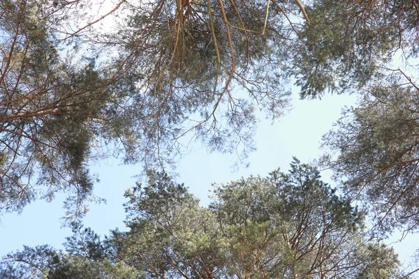 Las copas de árboles siempreverdes contra el cielo — Foto de Stock
