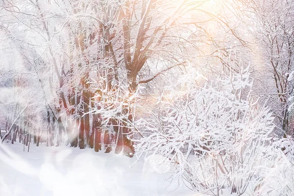 Vinterlandskap. Skog under snön. Vinter i parken. — Stockfoto