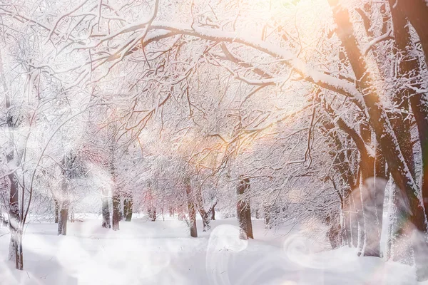 Зимний пейзаж. Лес под снегом. Зима в парке . — стоковое фото