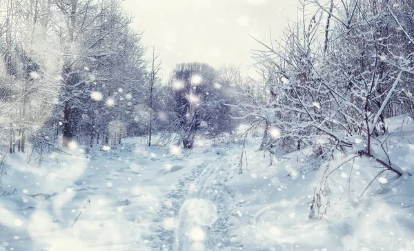 Vinterskogens landskap. Höga träd under snötäcket. Januari fr — Stockfoto