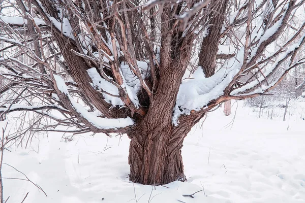 Winter forest landscape. Tall trees under snow cover. January fr