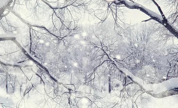 Зимний лес. Высокие деревья под снежным покровом. Январь fr — стоковое фото