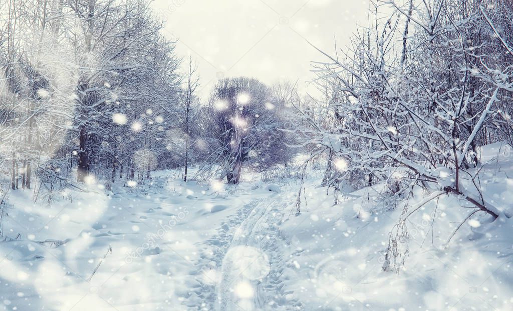 Winter forest landscape. Tall trees under snow cover. January fr