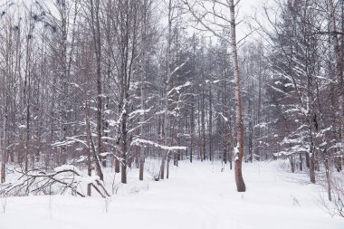 Kış orman manzarası. Kar altında uzun ağaçlar. Ocak 1