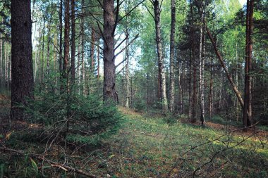 Parlak bahar, şafakta ormanda yeşilleniyor. Doğa ilkbaharın başlarında canlanır..