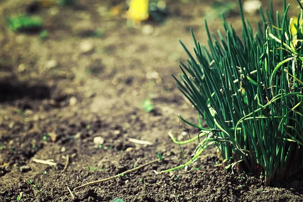 Verduras Primavera Brilhantes Amanhecer Floresta Natureza Ganha Vida Início Primavera — Fotografia de Stock