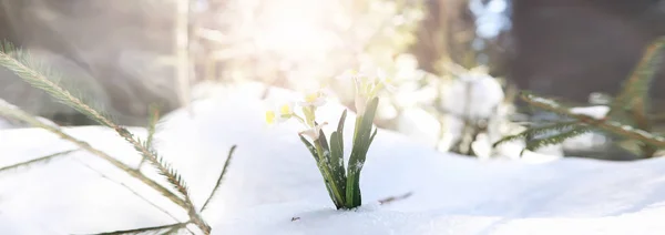 İlk bahar çiçeği. Ormanda kar damlası. Bahar güneşli. — Stok fotoğraf