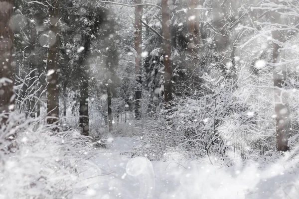 Winter landscape. Forest under the snow. Winter in the park. — Stock Photo, Image