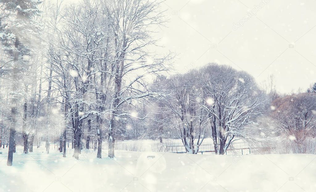 Winter forest landscape. Tall trees under snow cover. January fr