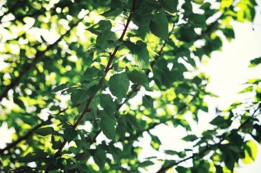 Parlak bahar, şafakta ormanda yeşilleniyor. Doğa ilkbaharın başlarında canlanır..