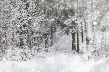 Kış manzarası. Karların altındaki orman. Parkta kış.