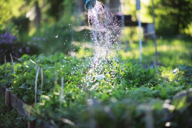 Adam çiftçi sebze Bahçe sulama